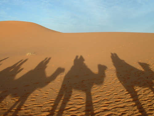 Camels, by Clav, Erg Chebbi (Creative Commons)